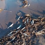 Due to the fish deaths and people with spots on their skin, an investigation is underway into whether there was a cyanide leak