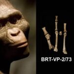 They have identified an ancestral human species that coexisted with it through foot bone fossils