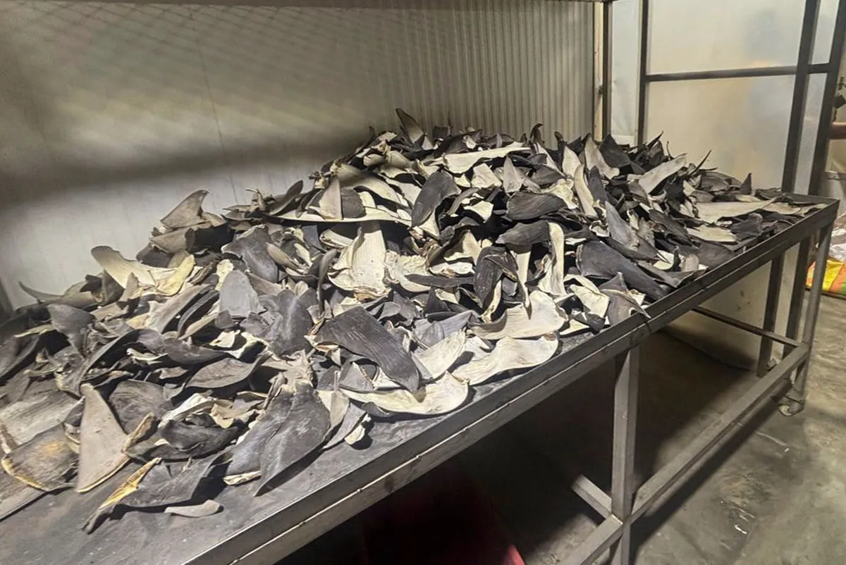 112976976-handout-picture-released-by-peruvian-national-police-shows-seized-shark-fins-in-el-callao.webp
