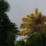 In Atero and Jardim Botanico, palm trees brought from Asia by Burle Marx attract clicks in their unique moment of flowering