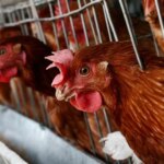 The avian influenza virus’s resistance to fever makes it a potential threat to humans