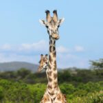 You don’t need more neurons to move forward – 11/27/2025 – Susana Herculano-Houzel