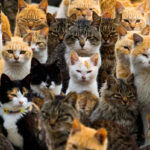 The study indicates that cats have been domesticated in North Africa – 11/28/2025 – Science