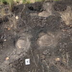 Dinosaurs: Researchers say they found footprints in RO – 11/29/2025 – Science