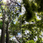 Rio is home to rare species that are over 80 years old in Serra da Concordia State Park