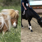 Get to know the smallest horse in the world who helps in therapeutic activities and who considers the cat his best friend