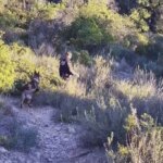 Mexico suspends pork imports from Spain due to swine fever