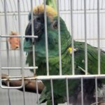 Trafficking: The fight to return animals to the wild in Brazil – 11/29/2025 – Environment