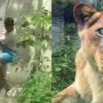 Learn about the case of the man who died after breaking into the lioness’s cage
