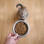 Meow more until the man listens to you