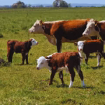 A regional lawmaker in Buenos Aires has proposed imposing a tax on cow gas emissions