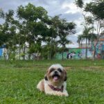 Demand for pet cremation is growing in Rio