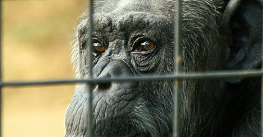 kudupinter – Study finds chimpanzees are capable of this human trait