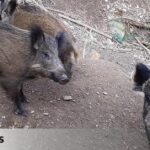 Catalonia detects four new cases of African swine fever and closes the forests of 12 municipalities