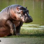 The monster who learned to swim across rivers