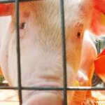 The resurgence of swine fever puts nearly 3.7 billion worth of exports at risk