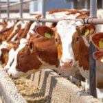 The unusual project presented by Representative Kirchner angered the Buenos Aires countryside