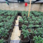 Trapero calls for tougher penalties for marijuana trafficking to achieve a deterrent effect