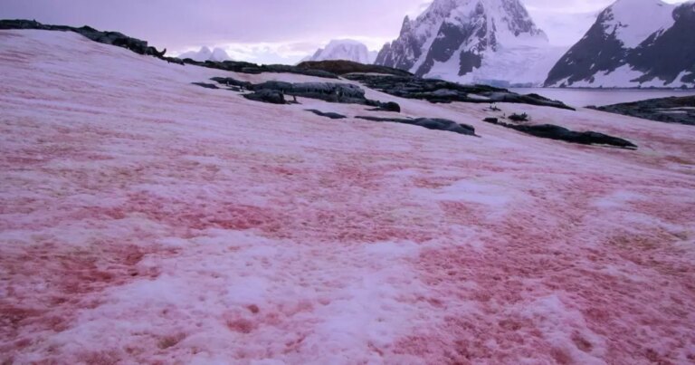 692203279-red-algae-on-snow-field-148545828-584d52433df78c491efd4496crop1506199065154.jpg