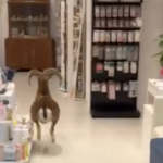 A goat sneaks into a pharmacy in Canet de Mar, Barcelona