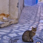 The domestic cat arrived in Europe from Africa thousands of years later than previously thought