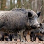 A decree has been issued closing access to the natural environment in 12 municipalities in Barcelona due to African swine fever