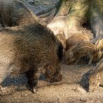 “A simple sole can spread it.”