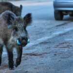 Experts are investigating whether any transferred item is the original