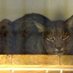 Ebro Valley, Guinea Pig for the reintroduction of eight specimens of the Iberian lynx for the first time