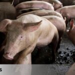 Two cases of African swine fever have been detected in Catalonia for the first time in three decades