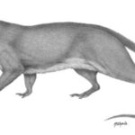 Tiny fossilized teeth found in Argentina rewrite the history of southern mammals