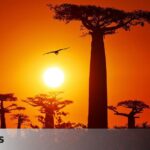 African countries where you can also enjoy baobab