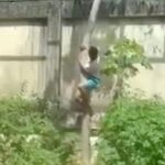 A man died when he was attacked by a lion at a Brazilian zoo after sneaking into his cage