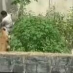 A lioness kills a man who broke into her enclosure in a Brazilian zoo