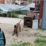 He suffered several injuries as a result of a brutal attack by four dogs while he was walking alone