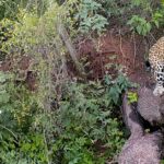 Projects to reverse their extinction in Argentina