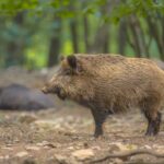 Catalonia bans access to forest from 12 municipalities due to African swine fever | News from Catalonia