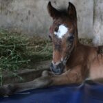 They rode her until she broke, left her lying there, and when help arrived, a difficult decision was made.