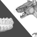 The discovery of a fossilized tooth in Patagonia has confirmed the existence of an ancient mammal that coexisted with dinosaurs