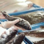 Aquaculture Voices: The network of professionals making it possible to provide fish for everyone | Blue shift