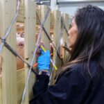 The entry of pigs imported from Spain into Mexico has been suspended due to African swine fever