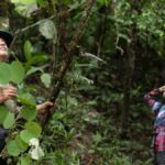 A scientific expedition dissects Darren: this is how an inventory of the heart of the forest is created America’s future