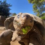 Gramma the tortoise, a legend of the San Diego Zoo, has died at the age of 141