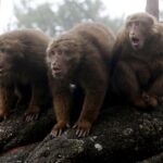 Monos to the beat of Barry White: Monkeys prove they can follow the beat of music | sciences