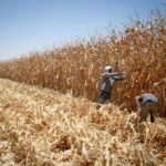 Mensa Group refuses to influence corn prices amid wave of farmers’ protests | economy