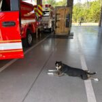 He appeared at the fire station and was involved in an accident, and the medical examination revealed something that was not expected