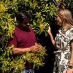 Lemon and Orange Trees: How to Care for and Harvest Fruit Trees at Home