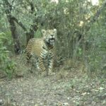 National Parks are offering a millionaire reward for data on a jaguar that disappeared after being released