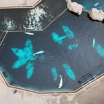 Whales in captivity in Canada face the threat of euthanasia and an uncertain future