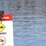 Australia is investigating a shark attack that killed a woman and seriously injured a man